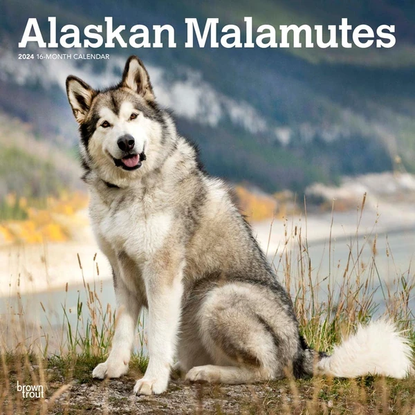 Alaskan Malamutes   2024 12 x 24 Inch Monthly Squa awhd ca 1975457560 1