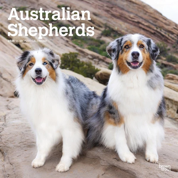 Australian Shepherds   2025 12 x 24 Inch Monthly S awhd ca 1975476557 1