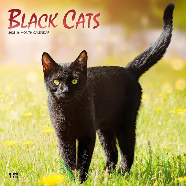 Black Cats   2025 12 x 24 Inch Monthly Square Wall awhd ca 1975476646 1