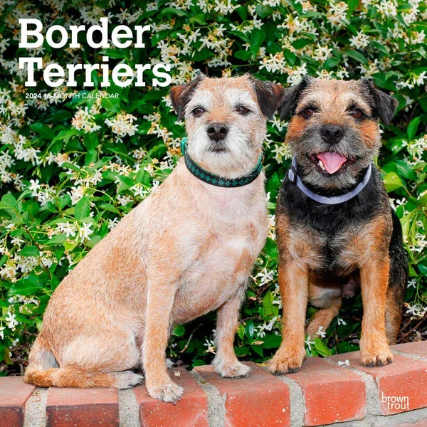 Border Terriers   2024 12 x 24 Inch Monthly Square awhd ca 1975467809 1