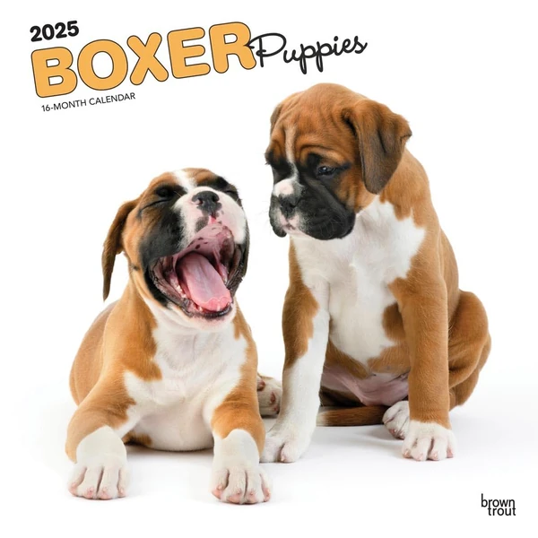 Boxer Puppies   2025 12 x 24 Inch Monthly Square W awhd ca 1975476719 1