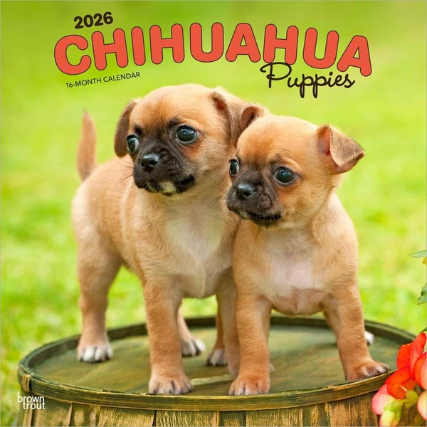 Chihuahua Puppies   2026 12 x 24 Inch  Hanging  Mo awhd ca b0f3jkvrlk 1