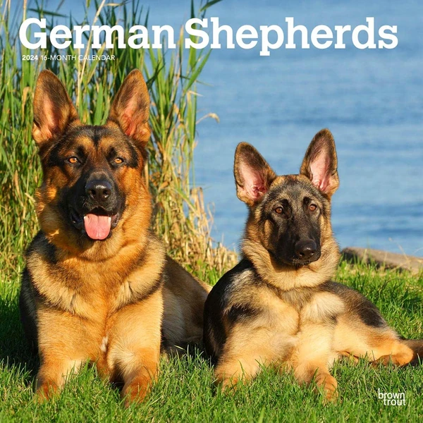 German Shepherds   2024 12 x 24 Inch Monthly Squar awhd ca 1975462831 1_thumb