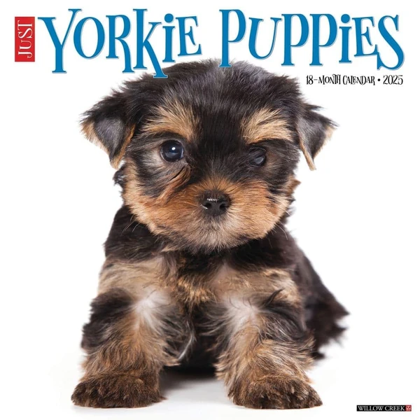 Just Yorkie Puppies 2025 12  x 12  Wall Calendar awhd ca 1549245546 1
