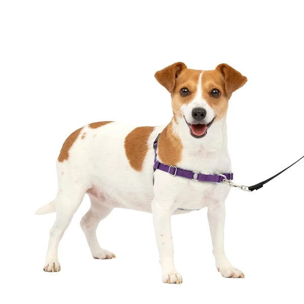 PetSafe Easy Walk Dog Harness  Small  Deep Purple  awhd ca b000ognl0q 1