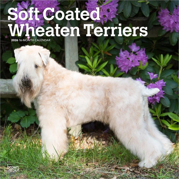 Soft Coated Wheaten Terriers   2026 12 x 24 Inch   awhd ca b0dylnthm9 1