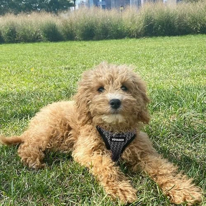 Best Pet Supplies - All Weather Mesh/Plush, Reflective, No Pull Harness for Small, Medium Dogs, Cats - Secure with Hook & Loop Fastener, Buckle, Double D-Rings - Gray 2-Tone, S by Best Pet Supplies - Image 7