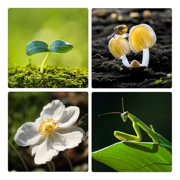 VILTROX DG-C Auto Focus Macro Extension Tube Set Compatible with Canon EF EF-S Lens DSLR Camera 2000D 1300D 800D 600D 400D 200D 90D 70D 50D 30D 10D 7D 6D 5D T7 T6 T5 T4i SL3(12mm 20mm 36mm) by VILTROX - Image 3