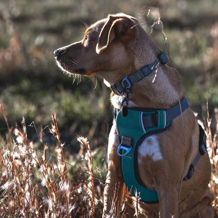 Embark Adventure XL Dog Harness - No-Pull, Reflective Trim, Military-Grade Nylon, 2 Leash Clips with Gel-Lined Handle, Soft & Padded by Embark Pets - Image 3