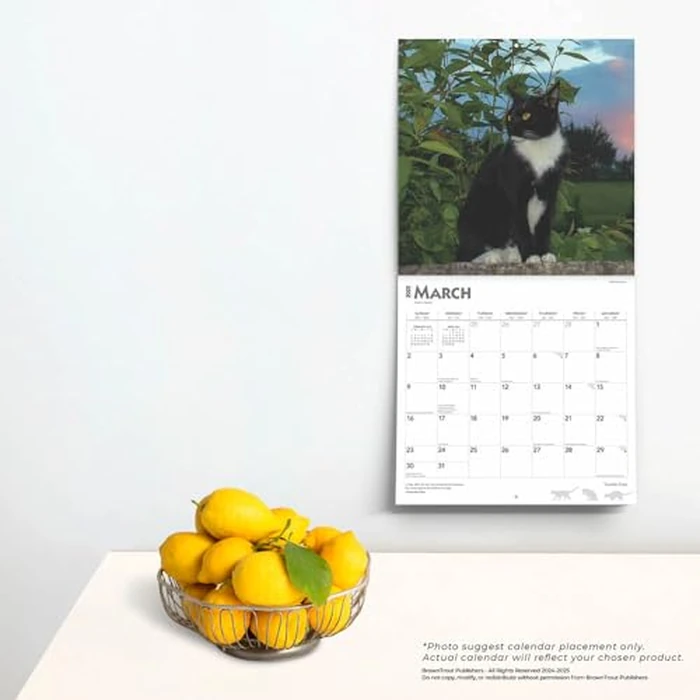 Tuxedo Cats | 2025 12 x 24 Inch Monthly Square Wall Calendar | BrownTrout | Animals Kittens Feline by BrownTrout - Image 2