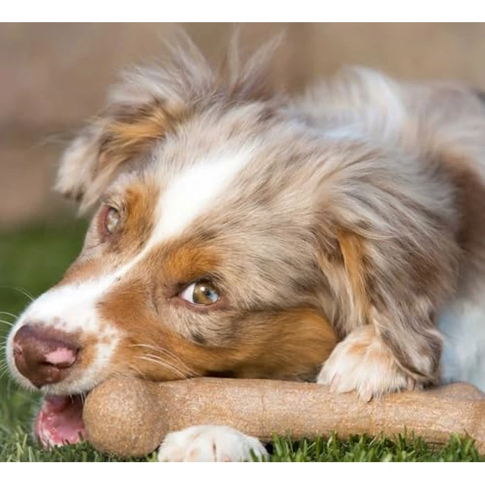 Pet Qwerks Dinosaur BarkBone - Nylon Dog Bone for Aggressive Chewers - Bacon Flavor - 9.75" by Pet Qwerks - Image 3