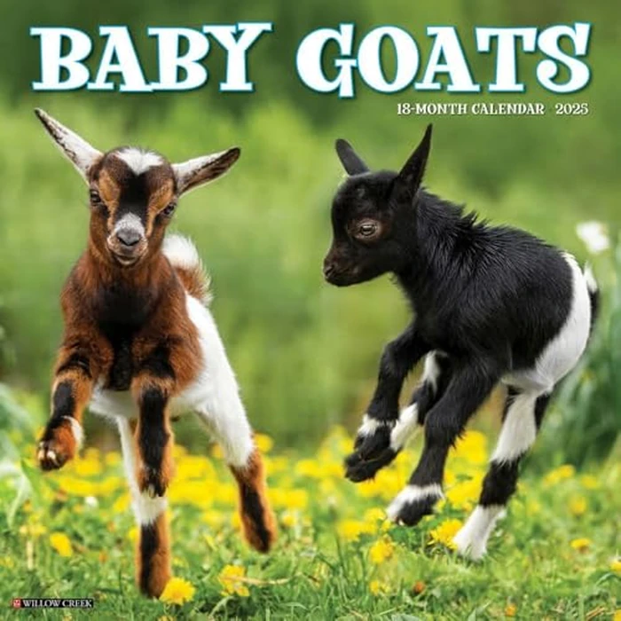 Baby Goats 2025 12" x 12" Wall Calendar by WILLOW CREEK - Used - Acceptable condition