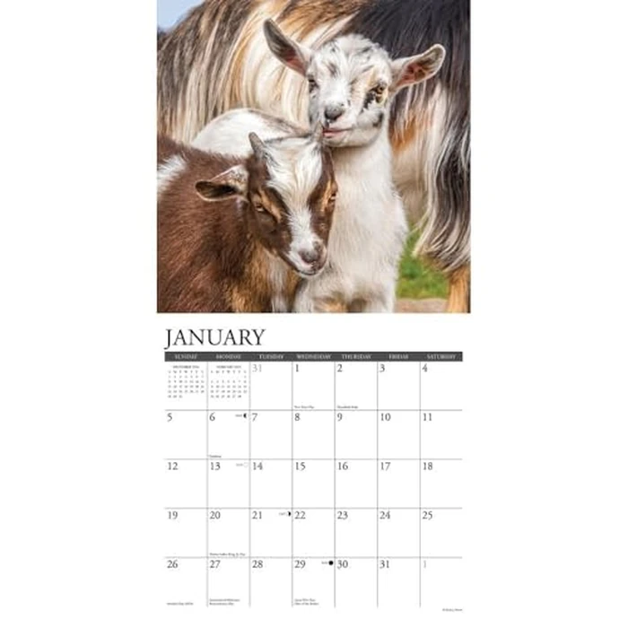 Baby Goats 2025 12" x 12" Wall Calendar by WILLOW CREEK - Image 3
