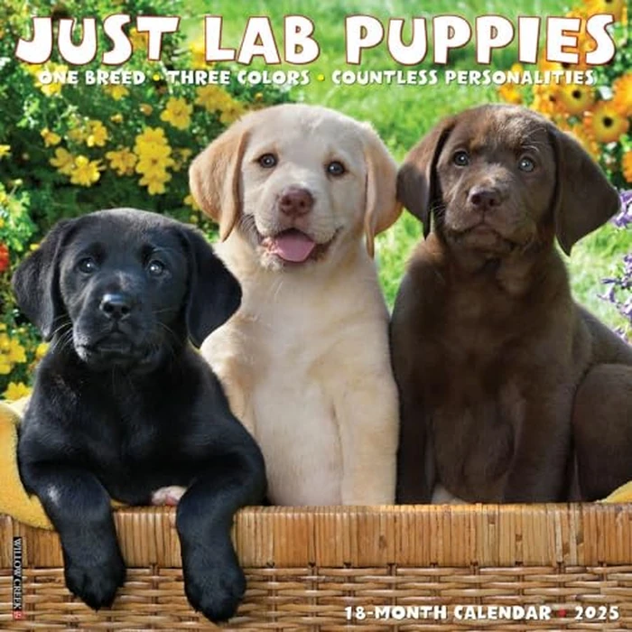 Just Lab Puppies 2025 12" x 12" Wall Calendar by WILLOW CREEK - Used - Like New condition - CA$14.11