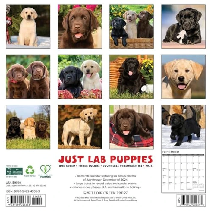 Just Lab Puppies 2025 12" x 12" Wall Calendar by WILLOW CREEK - Image 2