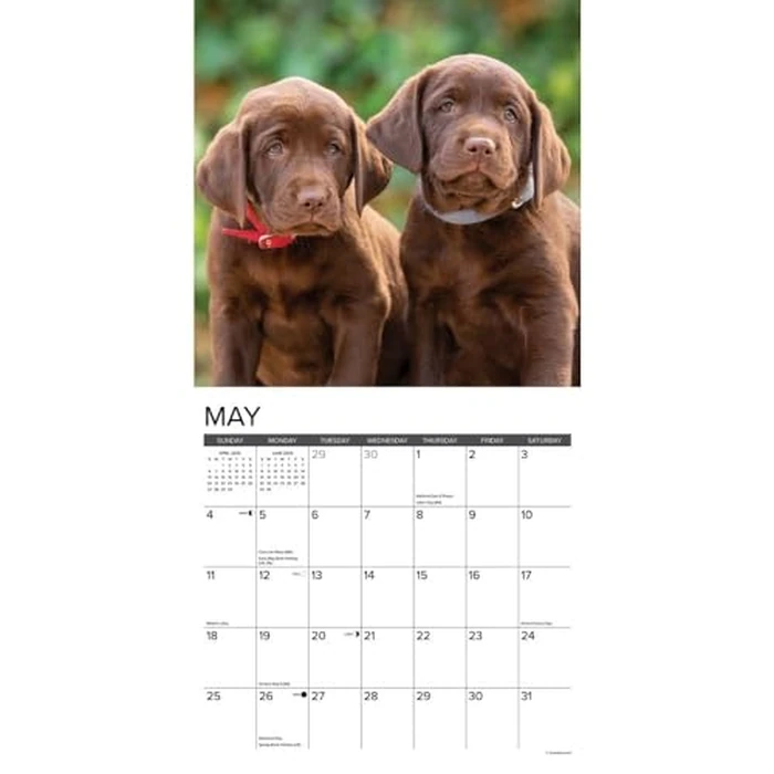 Just Lab Puppies 2025 12" x 12" Wall Calendar by WILLOW CREEK - Image 3