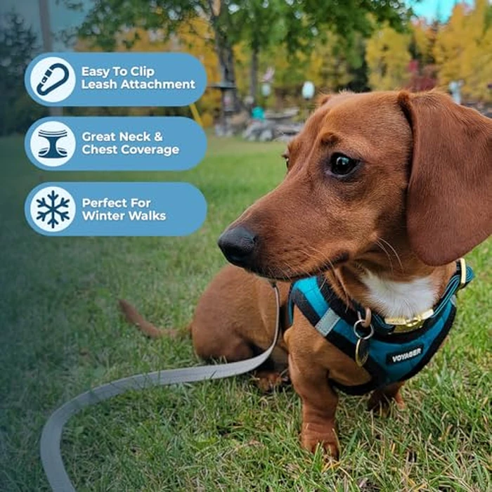 Voyager Step-in Plush Dog Harness - Soft Plush, Step in Vest Harness for Small and Medium Dogs by Best Pet Supplies - Turquoise Plush (Leash Bundle), M (Chest: 16-18"), (206S-TQB-TQ-M) by Best Pet Supplies - Image 5