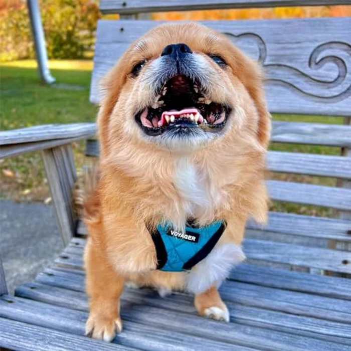 Voyager Step-in Plush Dog Harness - Soft Plush, Step in Vest Harness for Small and Medium Dogs by Best Pet Supplies - Turquoise Plush (Leash Bundle), M (Chest: 16-18"), (206S-TQB-TQ-M) by Best Pet Supplies - Image 8