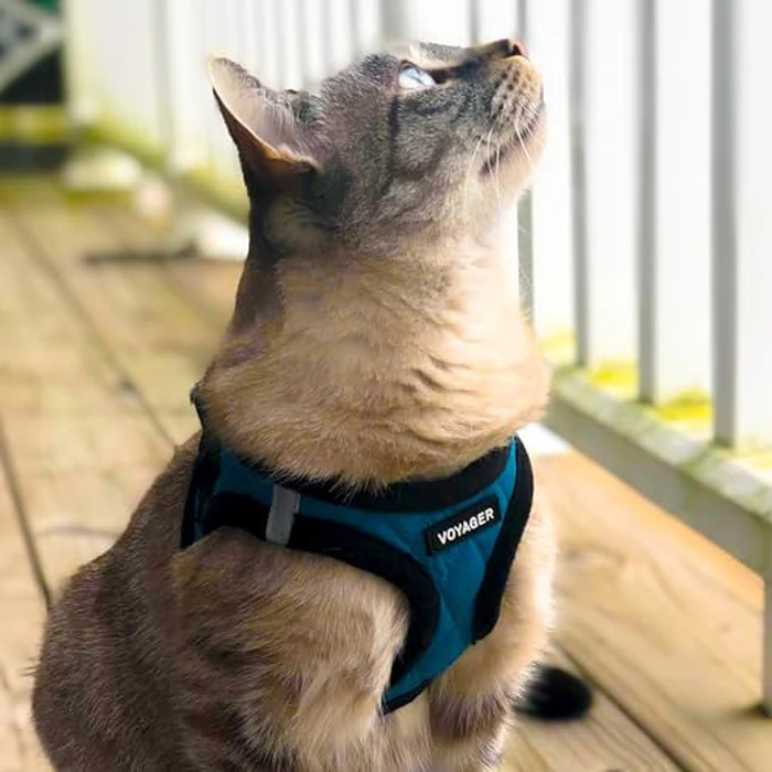Voyager Step-in Plush Dog Harness - Soft Plush, Step in Vest Harness for Small and Medium Dogs by Best Pet Supplies - Turquoise Plush (Leash Bundle), M (Chest: 16-18"), (206S-TQB-TQ-M) by Best Pet Supplies - Image 9