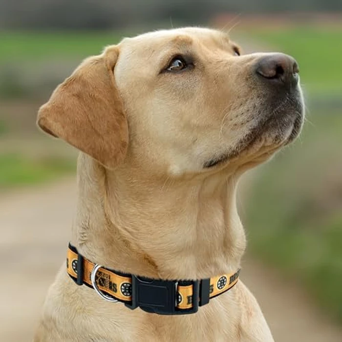 Pets First BRU-3036-MD Boston Bruins Collar, Medium by Pets First - Image 5