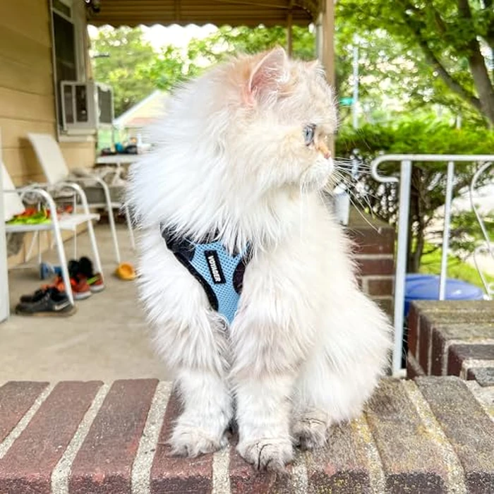Voyager Step-in Lock Pet Harness - All Weather Mesh, Adjustable Step in Harness for Cats and Dogs by Best Pet Supplies - Baby Blue/Black Trim, XXS by Best Pet Supplies - Image 7