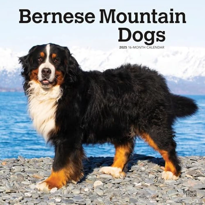 Bernese Mountain Dogs | 2025 12 x 24 Inch Monthly Square Wall Calendar | BrownTrout | Animals Breeds by BrownTrout - Used - Like New condition