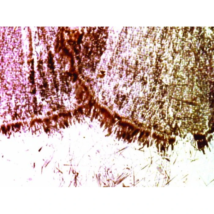 By Brakhage: An Anthology, Vol. 1 (The Criterion Collection) [DVD] by Image Entertainment - Used - Good condition - US$12.82