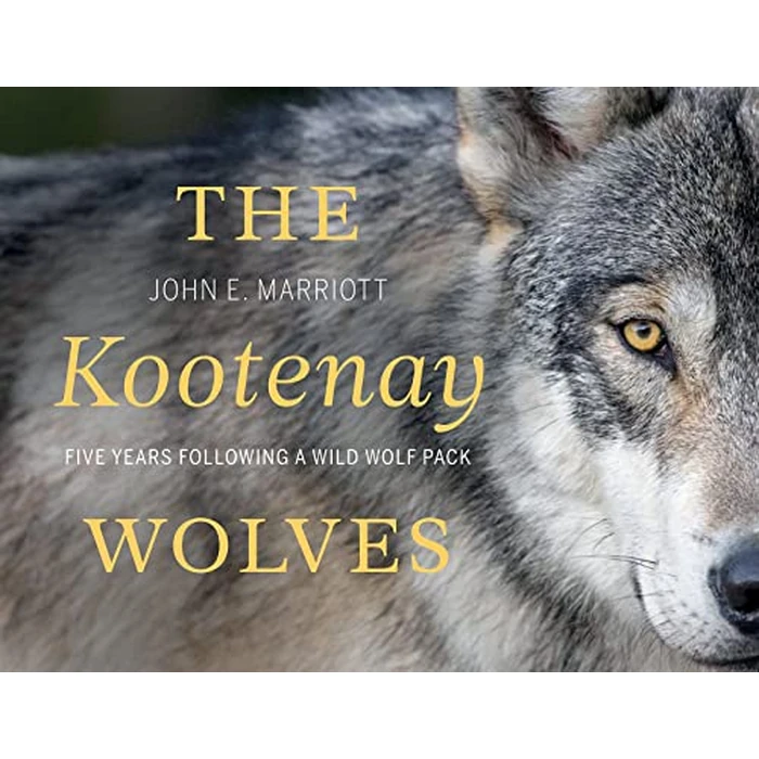 The Kootenay Wolves: Five Years Following a Wild Wolf Pack by Rocky Mountain Books Incorporated - Used - Like New condition