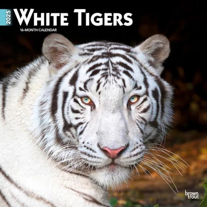 White Tigers | 2025 12 x 24 Inch Monthly Square Wall Calendar | BrownTrout | Wildlife Zoo Animals by BrownTrout - Used - Like New condition - CA$3.27