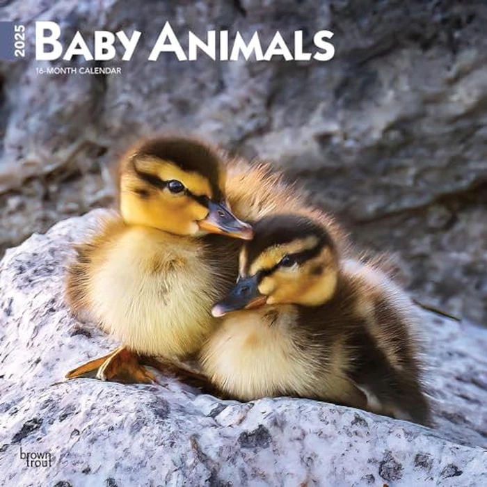 Baby Animals | 2025 12 x 24 Inch Monthly Square Wall Calendar | BrownTrout | Domestic Pets Chicken Small Cute by BrownTrout - Used - Acceptable condition - CA$4.40
