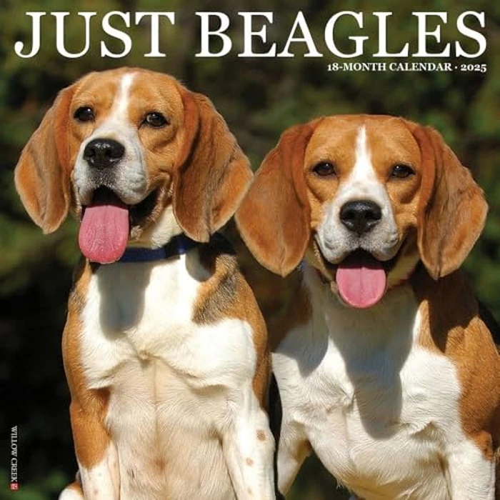Just Beagles 2025 12" x 12" Wall Calendar by WILLOW CREEK - Image 1