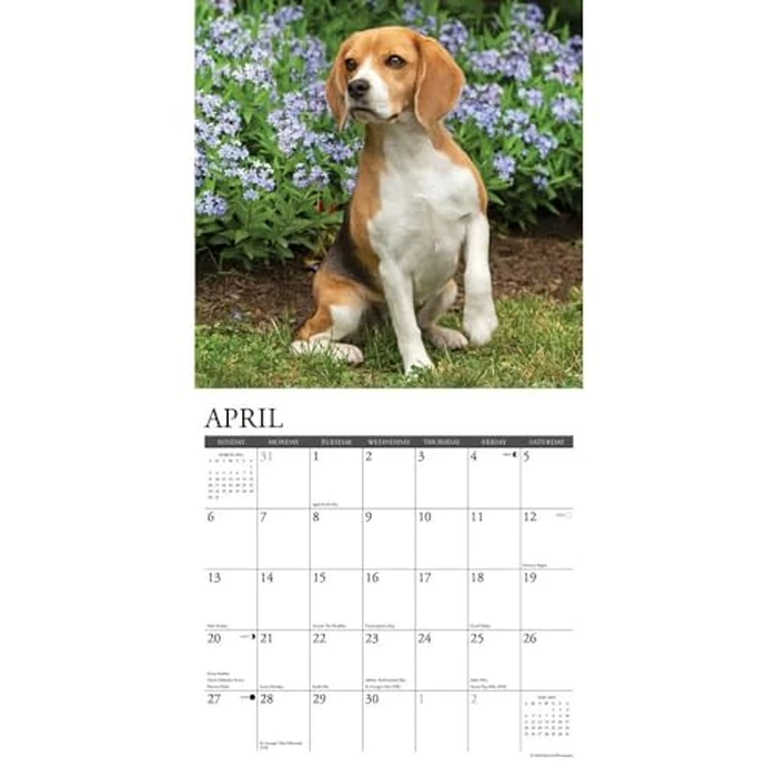 Just Beagles 2025 12" x 12" Wall Calendar by WILLOW CREEK - Image 3