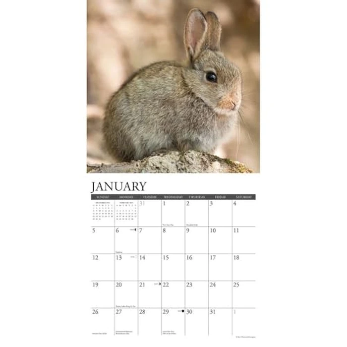 Just Bunnies 2025 12" x 12" Wall Calendar by WILLOW CREEK - Image 3