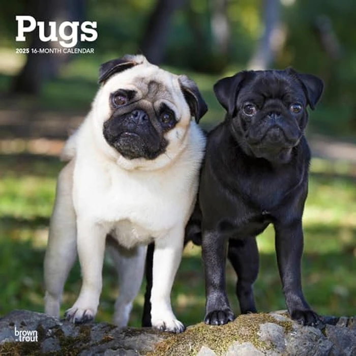Pugs | 2025 12 x 24 Inch Monthly Square Wall Calendar | BrownTrout | Animals Dog Breeds by BrownTrout - Used - Like New condition