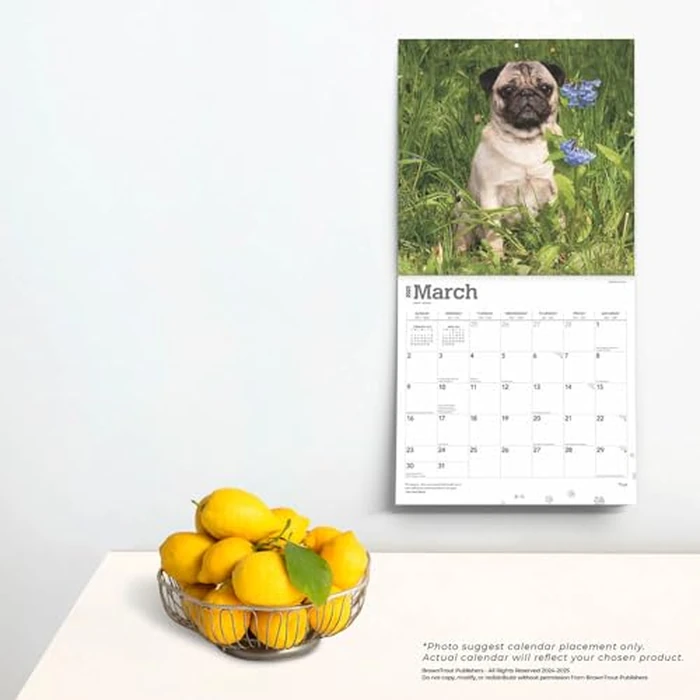 Pugs | 2025 12 x 24 Inch Monthly Square Wall Calendar | BrownTrout | Animals Dog Breeds by BrownTrout - Image 2