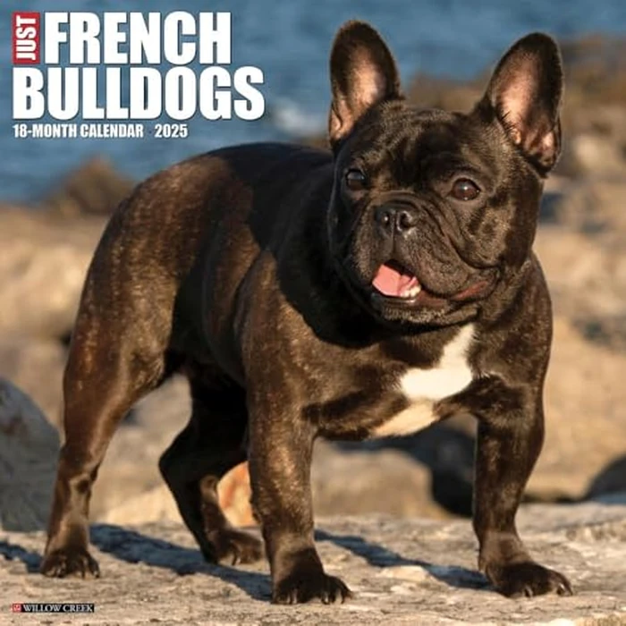 Just French Bulldogs 2025 12" x 12" Wall Calendar by WILLOW CREEK - Image 1