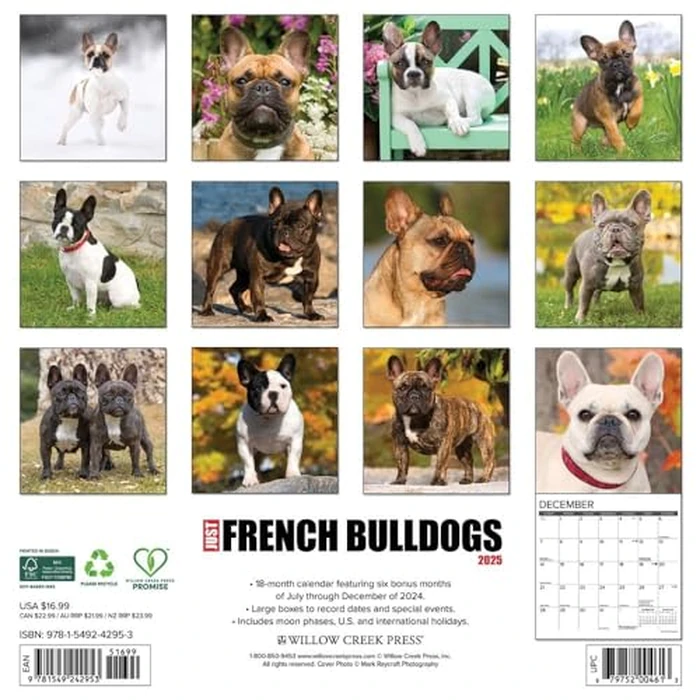 Just French Bulldogs 2025 12" x 12" Wall Calendar by WILLOW CREEK - Image 3