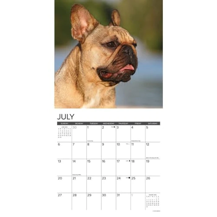 Just French Bulldogs 2025 12" x 12" Wall Calendar by WILLOW CREEK - Image 4