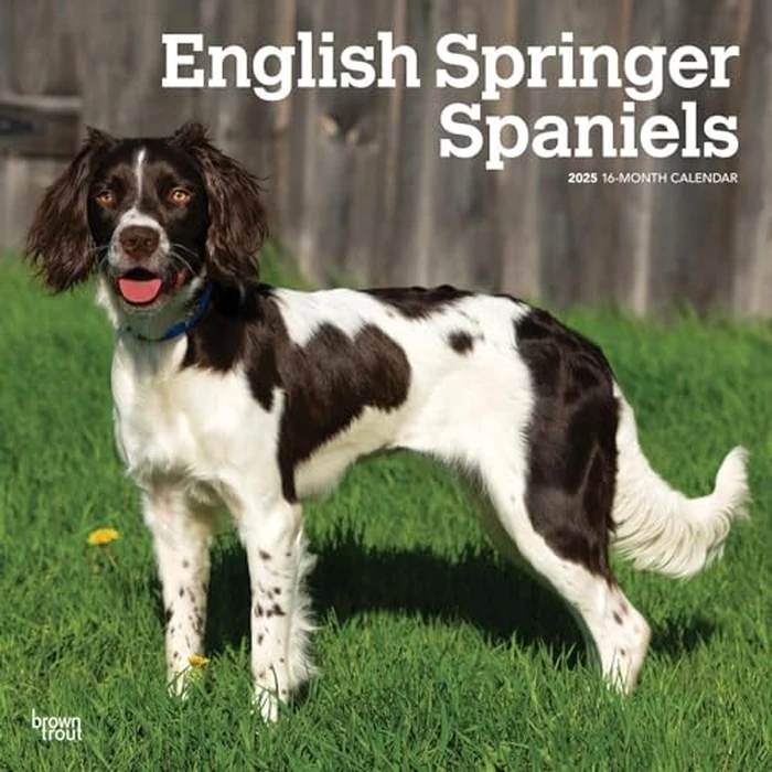 English Springer Spaniels | 2025 12 x 24 Inch Monthly Square Wall Calendar | BrownTrout | Animals Dog Breeds by BrownTrout - Image 2