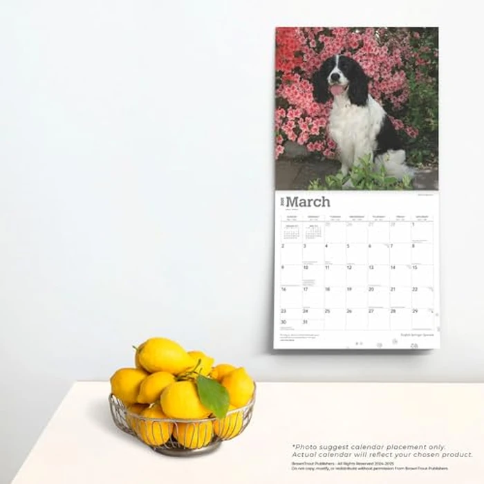 English Springer Spaniels | 2025 12 x 24 Inch Monthly Square Wall Calendar | BrownTrout | Animals Dog Breeds by BrownTrout - Image 3