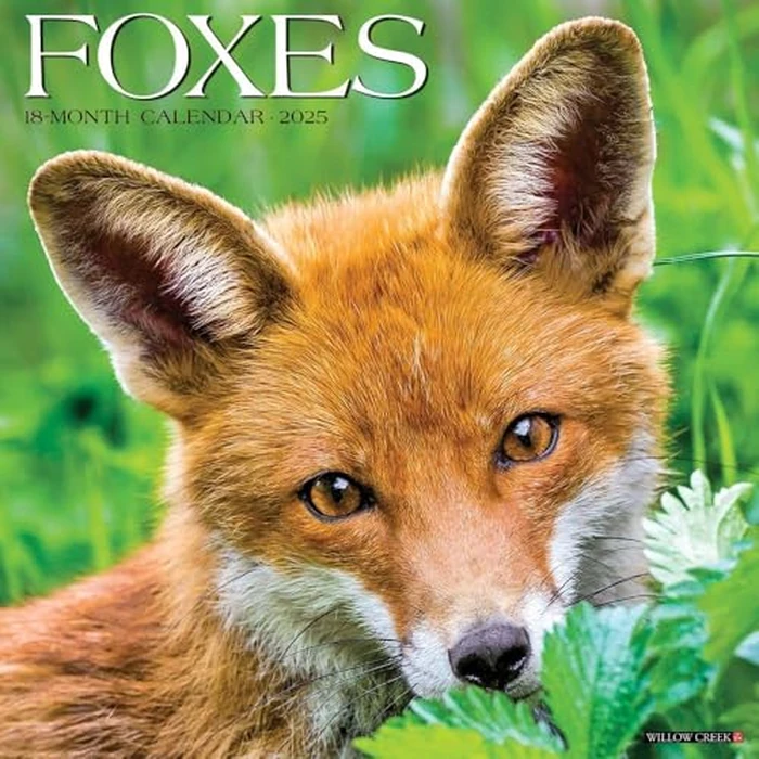 Foxes 2025 12" x 12" Wall Calendar by WILLOW CREEK - Used - Like New condition - CA$3.38