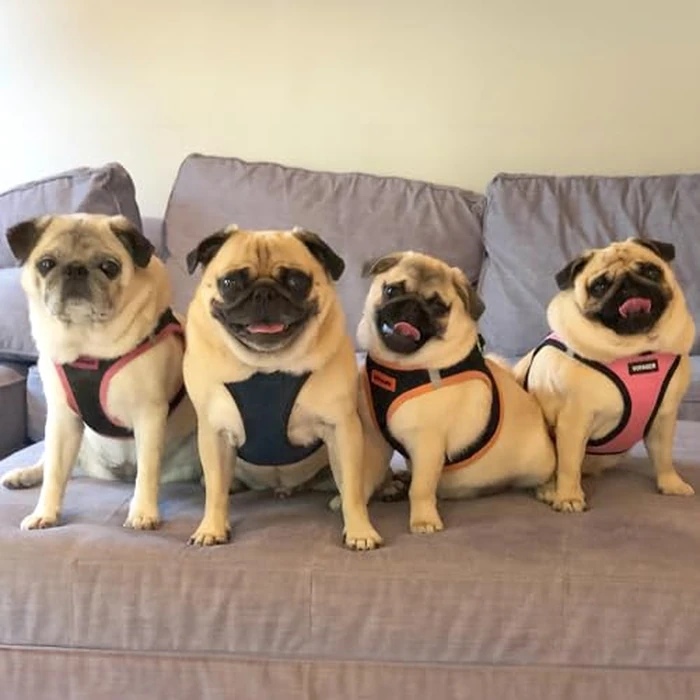 Best Pet Supplies Voyager Step-in Air Harness - All Weather Mesh, Reflective, No Pull Harness for Dogs, Cats - Secure with Hook & Loop Fastener, Buckle, Double D-Rings - Blue/Black Trim, L by Best Pet Supplies - Image 7