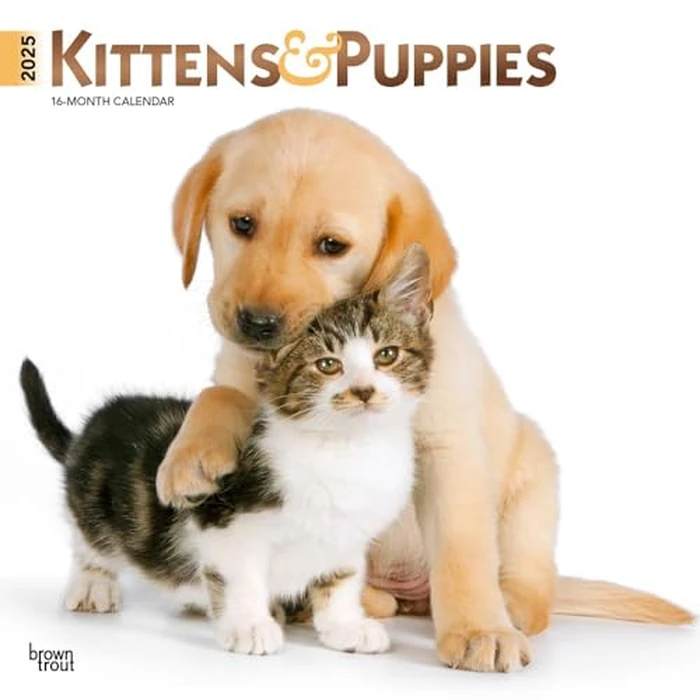 Kittens & Puppies | 2025 12 x 24 Inch Monthly Square Wall Calendar | Foil Stamped Cover | BrownTrout | Animals Cute Cats Dogs by BrownTrout - Used - Like New condition - CA$4.37