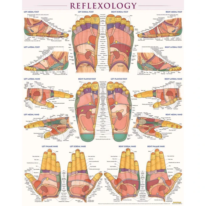 Reflexology Poster (22 x 28 inches): Laminated QuickStudy Anatomy Reference by QuickStudy - Used - Acceptable condition - US$7.12