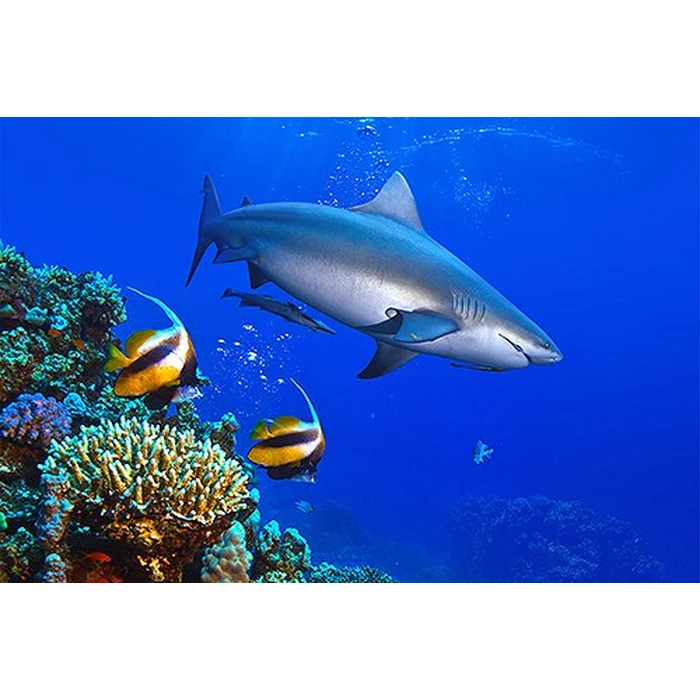 Adventure Coral Reef 3D - Under the Sea of Egypt (Blu-ray 3D & 2D Version) REGION FREE [3D Blu-ray] by 3D-MEDIA.tv - Image 1