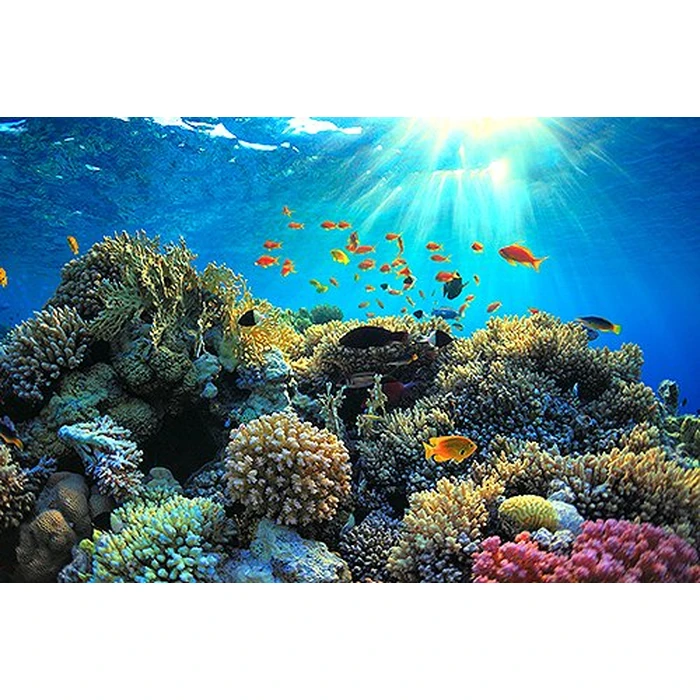 Adventure Coral Reef 3D - Under the Sea of Egypt (Blu-ray 3D & 2D Version) REGION FREE [3D Blu-ray] by 3D-MEDIA.tv - Image 2