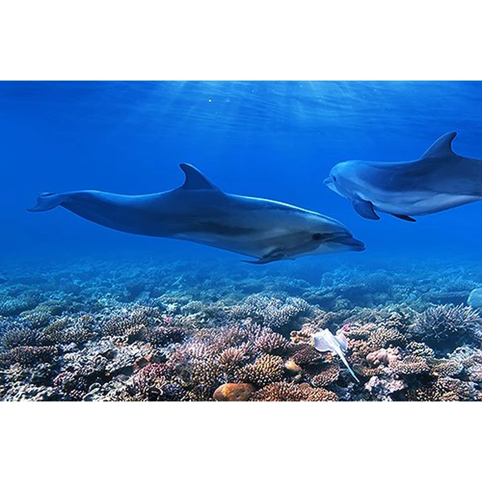 Adventure Coral Reef 3D - Under the Sea of Egypt (Blu-ray 3D & 2D Version) REGION FREE [3D Blu-ray] by 3D-MEDIA.tv - Image 3