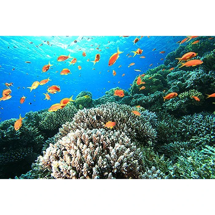 Adventure Coral Reef 3D - Under the Sea of Egypt (Blu-ray 3D & 2D Version) REGION FREE [3D Blu-ray] by 3D-MEDIA.tv - Image 4