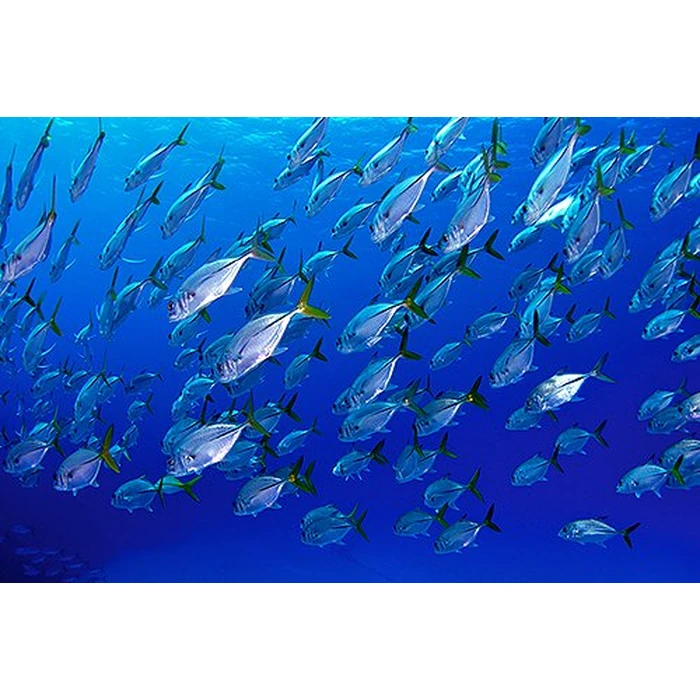 Adventure Coral Reef 3D - Under the Sea of Egypt (Blu-ray 3D & 2D Version) REGION FREE [3D Blu-ray] by 3D-MEDIA.tv - Image 5