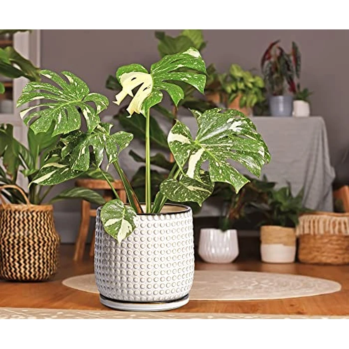 D'vine Dev 8 Inch Ceramic Beaded Stoneware Planter Pot - Flower Pot with Drainage Holes and Saucers for Indoor Succulent Plants or Flowers, Smoked White, 27-C-Q-1 by D'vine Dev - Image 2